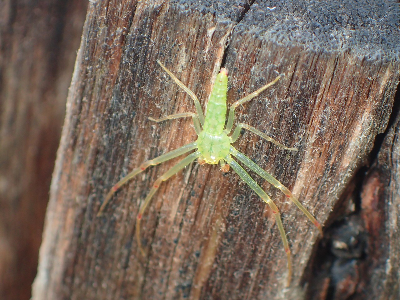 Oxytate virens Oxytate virens
